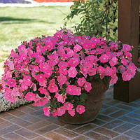 Петунія ампельна Easy Wave F1 Pink, 100