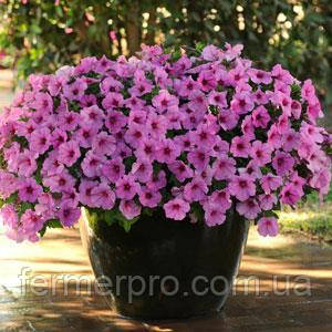 Петунія ампельна Easy Wave F1 Pink Passionn, 1000, фото 1