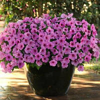 Петунія ампельна Easy Wave F1 Pink Passionn, 100