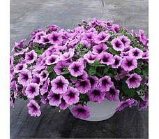 Петунія ампельна Easy Wave F1 Plum Vein, 100