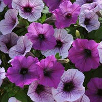 Петунія ампельна Easy Wave F1 Mix Plum Pudding, 1000