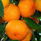 Саджанці мандарина Сатсума (Satsuma) - солодкий, ароматний, соковитий, фото 3