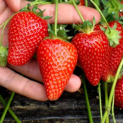 Саджанці полуниці (розсада) Чудо Лихоносова - ремонтантна, соковита, урожайна, фото 1