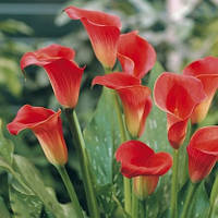 Кала Kasai, полуниці/луковиці