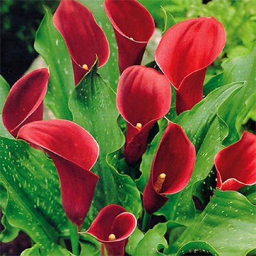Калла Majestic Red (Маджестік Ред), бульби/цибулини