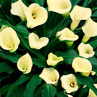 Кала Mint Julep, полуниці/луковиці