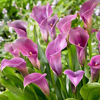 Калла Amethyst (Аметист) полуни/луковиці