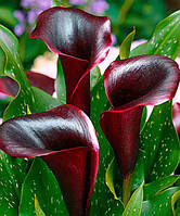 Калла Schwarzwalder, полуниці/луковиці