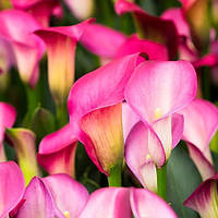 Калла Wild Salmon, полуниці/луковиці