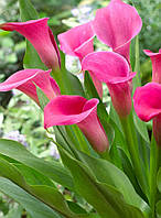 Кала Zazu, полуниці/луковиці