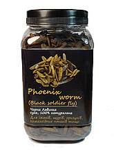 Личинка Чорної Львинки PHOENIX WORM корм для рептилій, банку 450 мл/120 г