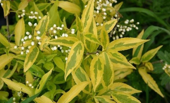 Дейція витончена Aurea 3 річна, Дейція витончена Ауреа, Deutzia gracilis Aurea