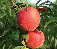 Персик Флемінг Ф'юрі PF-19007. Підщепа пуміселект