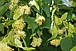 Липа, фото 3