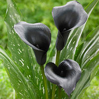 Кала Black Diamond, полуниці/луковиці