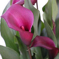 Кала Callafornia Red, полуниці/луковиці