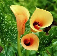 Калла Cameo, полуниці/луковиці