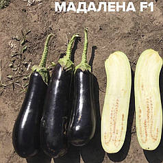 Насіння баклажану Мадалена F1 (Madalena F1) Hazera 1000