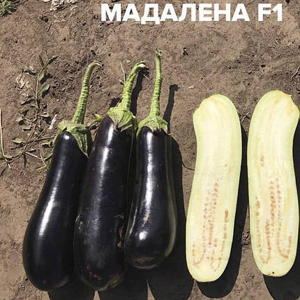 Насіння баклажану Мадалена F1 (Madalena F1) Hazera 1000, фото 1