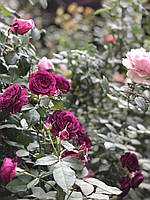 Каталог сезон Осінь 2024 ВІДКРИТО