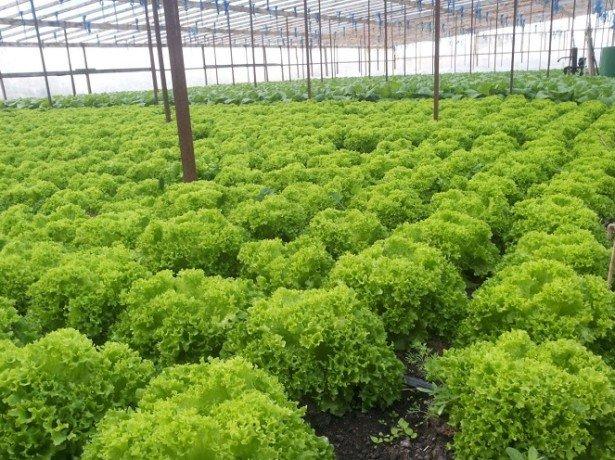 Насіння салату (лолло біонда) Левістро (Levistro) Rijk Zwaan 1000 драже