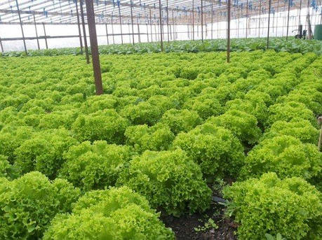 Насіння салату (лолло біонда) Левістро (Levistro) Rijk Zwaan 1000 драже, фото 1