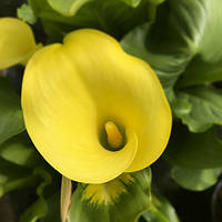 Калла Corazon, полуниці/луковиці