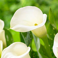 Калла Crystal Clear, полуниці/луковиці