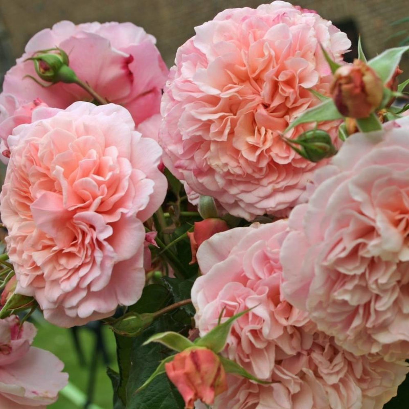 Роз де Толбиак (Rose de Tolbiac)(у закритому грунті)