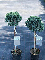 Ялівець лускатий 'Блю Стар' на штамбі Juniperus squamata 'Blue Star' Stamb