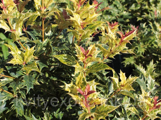 Османтус Триколор "Гошики ". Osmanthus heterophyllus "Goshiki".Tricolor ...