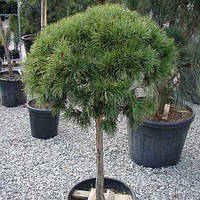 Сосна гірська 'Мопс' на штамбі Pinus mugo 'Mops' Stamb