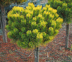 Сосна гірська 'Вінтерголд' на штамбі Pinus mugo 'Winter Gold' Stamb