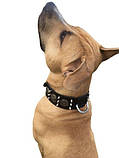 Нашийник для собак шкіряний із шипами, фото 4