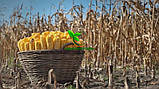 Насіння Кукурудзи ВН 63 ФАО 280 фр2 18,9 кг Вніс 2021р, фото 9