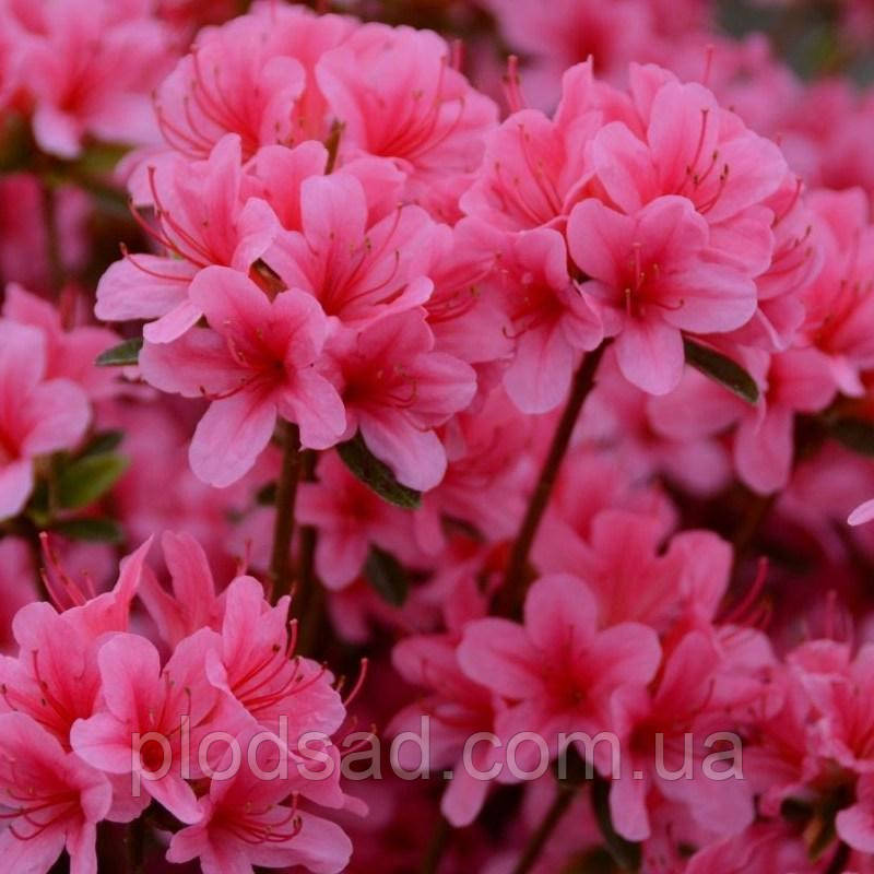 Рододендрон японський Silvester 2 л