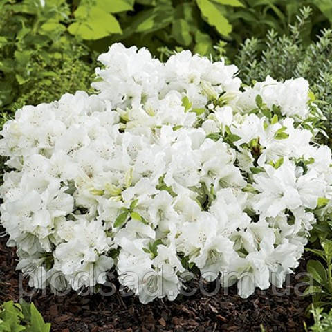 Рододендрон японський Pleasant White 2 л