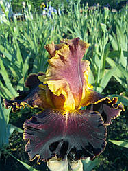 Ірис Boy Genius Бой Геніус (Ghio 2012) (сажінки)