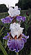 Ірис Hope Spring Eternal Хоп Спринг Етернал (Johnson 2018) (сажники), фото 2