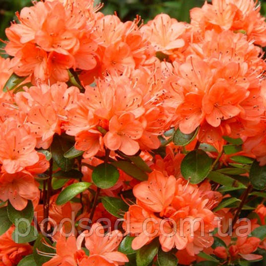 Рододендрон японський Geisha Orange 2 л