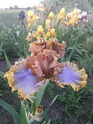 Ірис Western Edge Вестжр Едж (Mego 2015) (сажі)