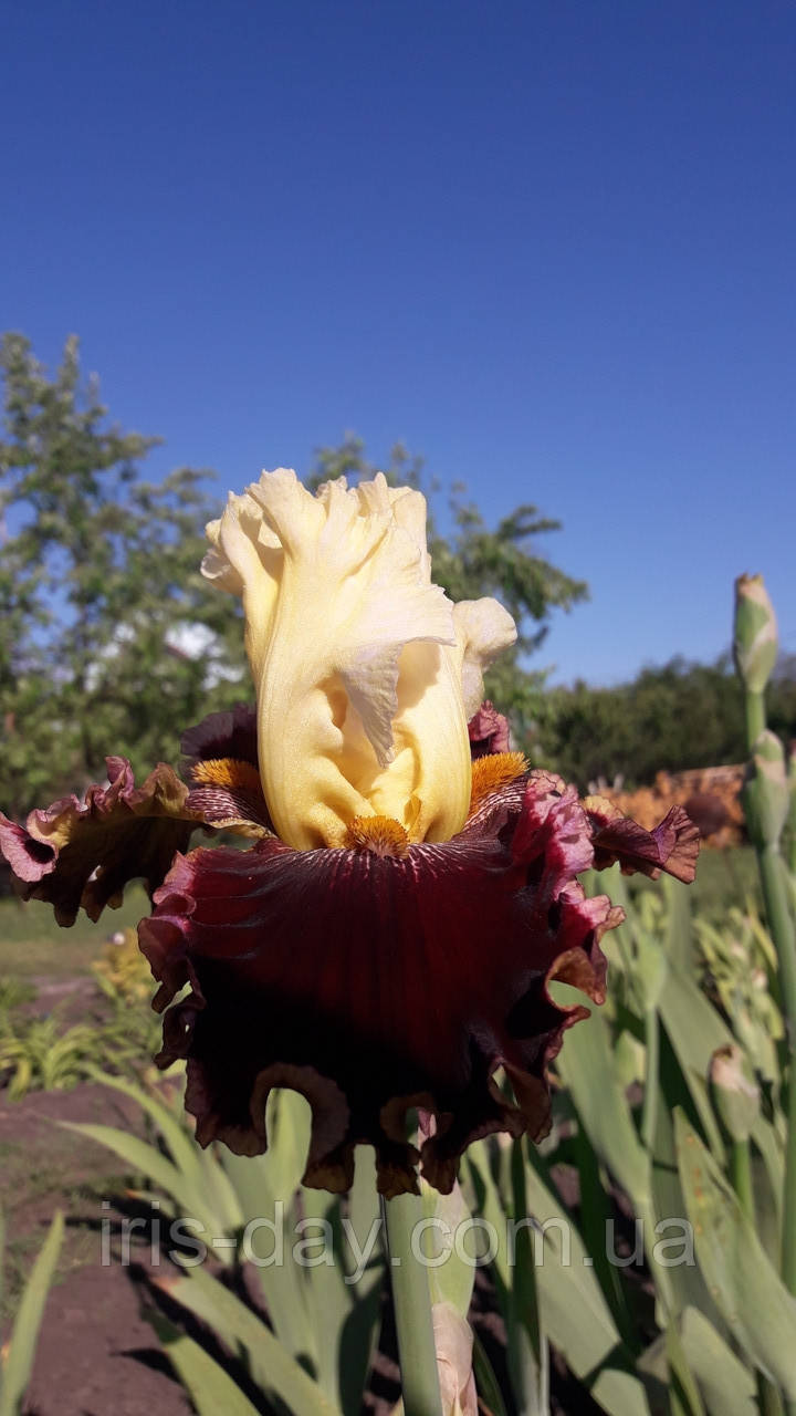 Ірис Risk Taker Ризик Такер (Johnson 2014) (сажінки), фото 1