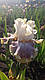 Ірис Whispering Spirits Вісперин Спіритс (Ernst 2001) (Саженці), фото 2
