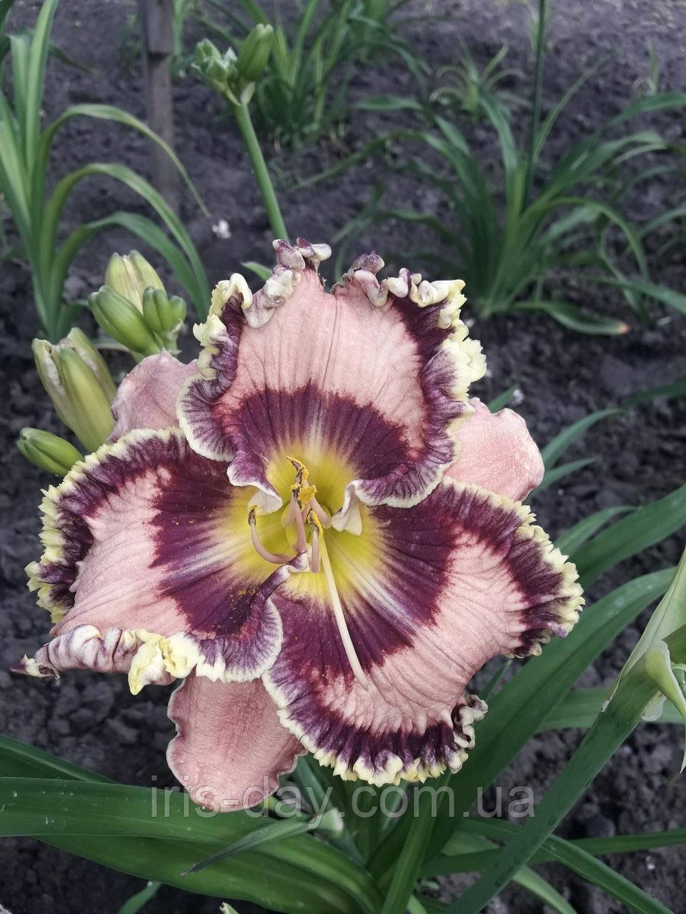 Лілейник Pete's Passion Петс Пейсон (Smith-Harry 2012) (сажники), фото 1