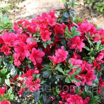 Рододендрон тупий Hino Crimson 2 л