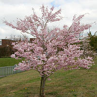 Сакура кущова Мікінорі / Prunus incisa Mikinori С7.5 /Н 100-120