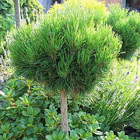 Сосна гірська 'Варелла' на штамбі Pinus mugo 'Varella' Stamb