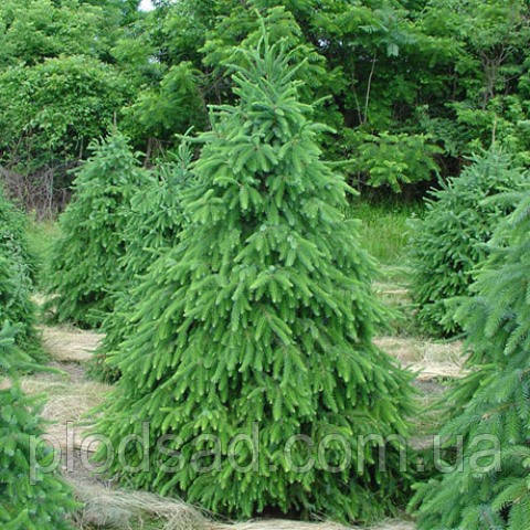 Ялина сербська (Picea Omorika), 7,5 л
