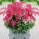 Астильба Red Charm (Ред Шарм) корінь/кореневище, фото 2