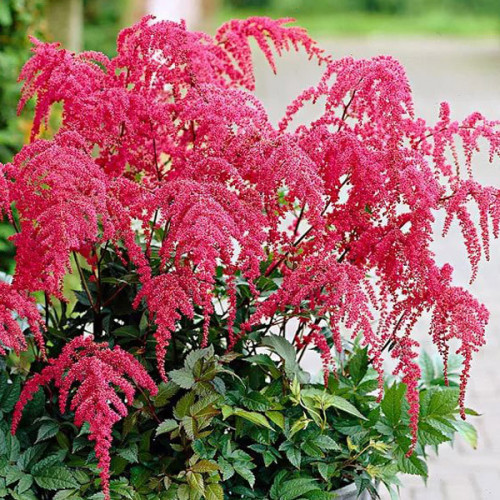 Астильба Red Charm (Ред Шарм) корінь/кореневище, фото 1